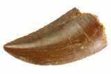 Serrated, Raptor Tooth - Real Dinosaur Tooth #333309-1